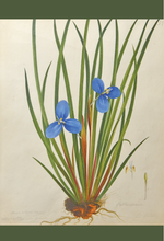 Load image into Gallery viewer, An image of WB Gould (1803-1853) Patersonia fragilis (short purple flag) watercolour on paper.