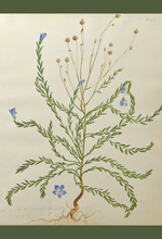Load image into Gallery viewer, An image of WB Gould (1803-1853) Linum sp. (flax) watercolour on paper.