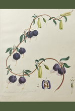 Load image into Gallery viewer, An image of WB Gould (1803-1853) Billardiera longiflora (purple appleberry) watercolour on paper.