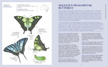 Load image into Gallery viewer, Book page with illustrations and information about Macleay's Swallowtail butterfly
