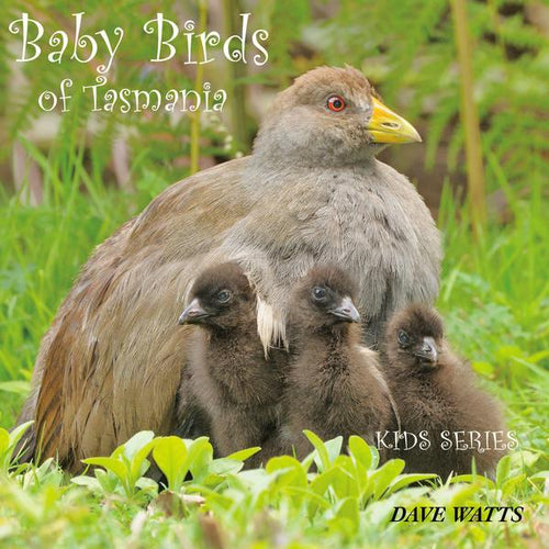 Photographic children's book on baby birds of Tasmania