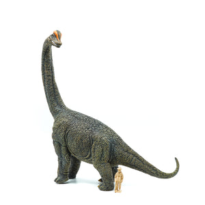 Large realistic model of long neck dinosaur scale model with model man as reference.