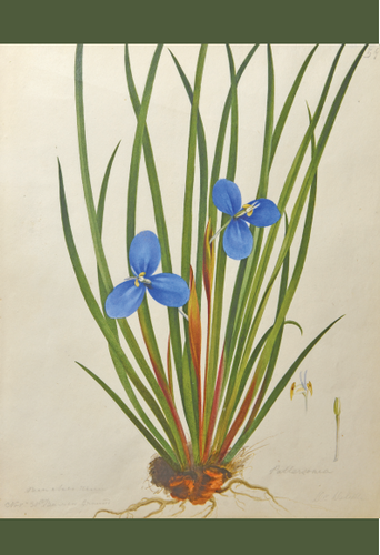 An image of WB Gould (1803-1853) Patersonia fragilis (short purple flag) watercolour on paper.