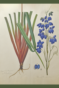 An image of WB Gould (1803-1853) Dianella tasmanica (Tasmania flax-lily) watercolour on paper.