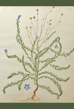 Load image into Gallery viewer, An image of WB Gould (1803-1853) Linum sp. (flax) watercolour on paper.
