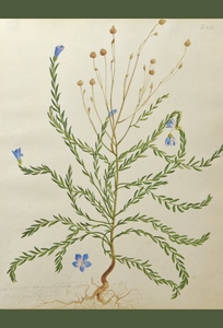 An image of WB Gould (1803-1853) Linum sp. (flax) watercolour on paper.