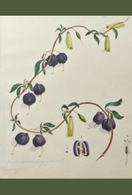 Load image into Gallery viewer, An image of WB Gould (1803-1853) Billardiera longiflora (purple appleberry) watercolour on paper.

