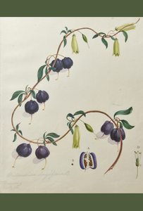 An image of WB Gould (1803-1853) Billardiera longiflora (purple appleberry) watercolour on paper.