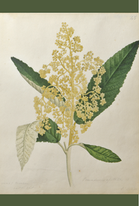 Image of WB Gould (1803-1853) Pomaderris apetala (dogwood) watercolour on paper.