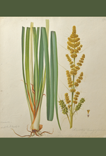Load image into Gallery viewer, An image of WB Gould (1803-1853) Diplarrena moraea(ii)  lomandra longiflora (spiky-headed mat-rush) watercolour on paper.
