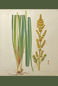 An image of WB Gould (1803-1853) Diplarrena moraea(ii)  lomandra longiflora (spiky-headed mat-rush) watercolour on paper.