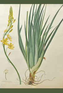 An image of WB Gould (1803-1853) Bulbine bulbosa (golden lily) watercolour on paper.