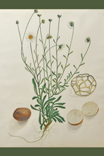 Load image into Gallery viewer, An image of WB Gould (1803-1853) Brachyscome sp (hill daisy) watercolour on paper.
