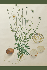An image of WB Gould (1803-1853) Brachyscome sp (hill daisy) watercolour on paper.